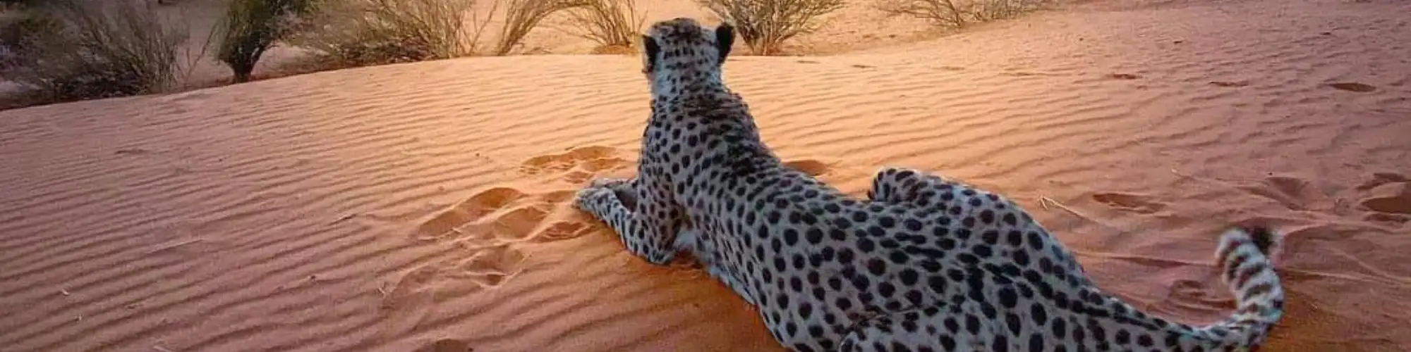 Cheetah in sunset
