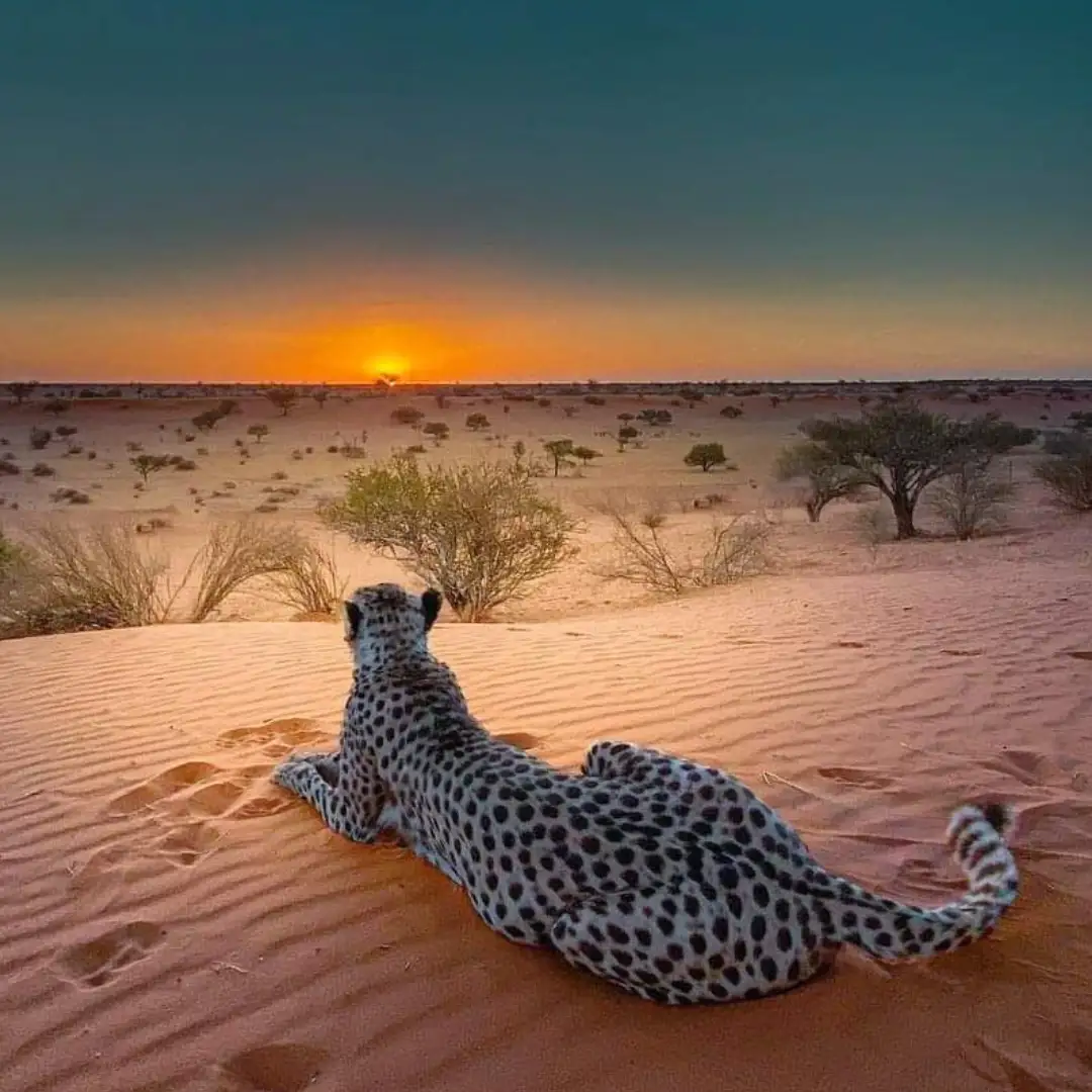 Cheetah in sunset